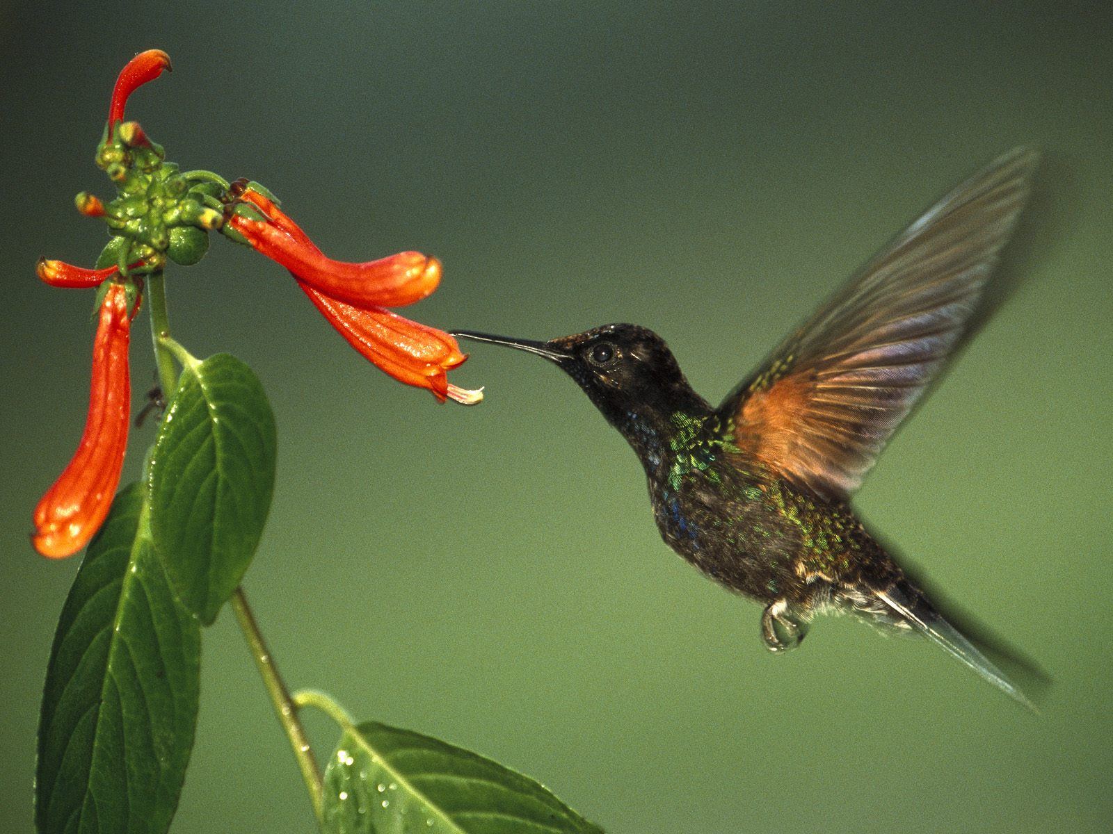 How To Make Interesting Feeders For Birds